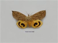 藏品(夜蛾285)的圖片